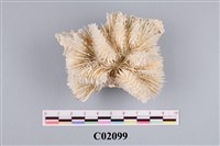 藏品(珊瑚化石)的圖片